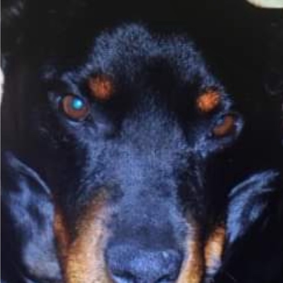 Meet your Posher, Anna - Picture 4 of 13